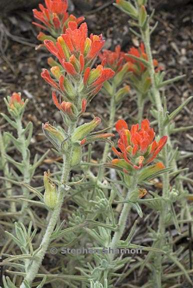 castilleja foliolosa 4 graphic